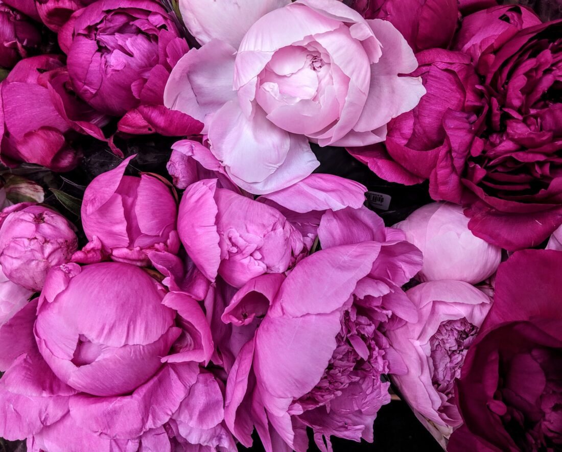 rose rosa e fucsia a petali